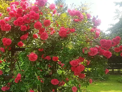 Pan Mateusz - Usługi Ogrodnicze